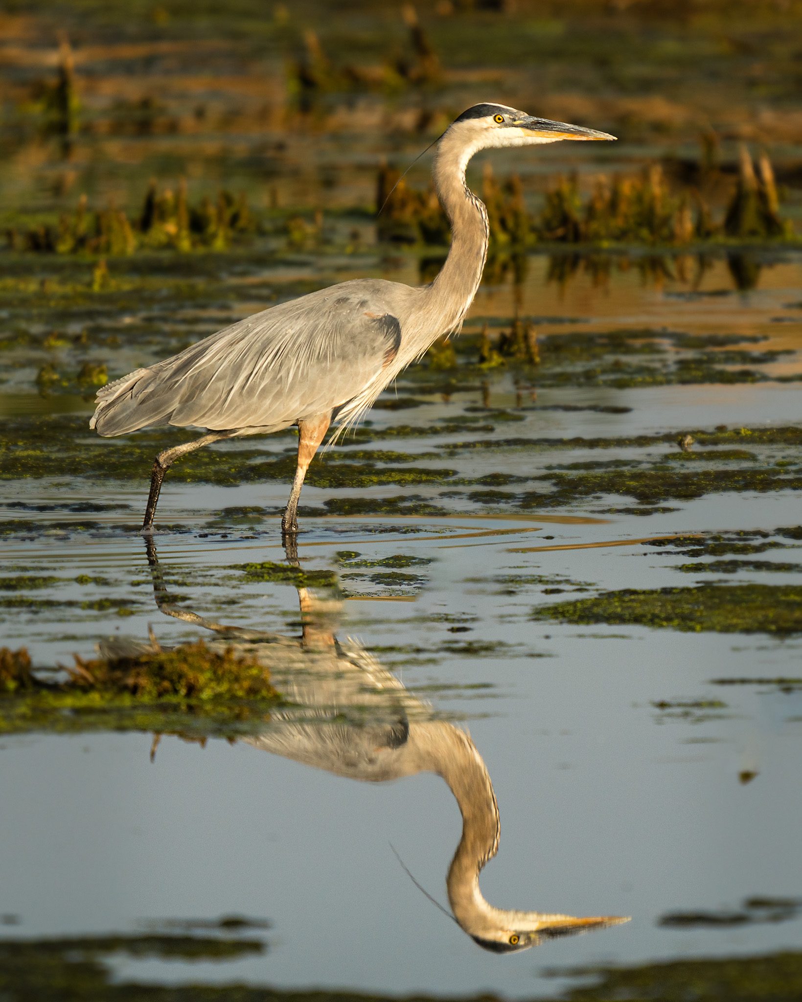 A great blue heron standing in shallow water among green weeds, its reflection stretched out below it in warm golden light.